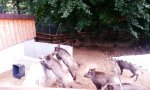 Lustiges Video - Schweinisches Tackle