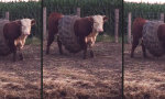 Funny Video : Bauchweg-Gürtel für den Stier