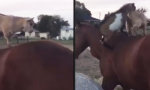 Lustiges Video : Shut up woman, Goat on my horse