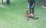 Lustiges Video - Trotziges Orangutan Baby
