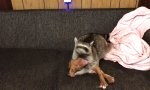 Lustiges Video : Waschbär-Hunde-Wrestling