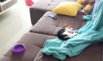 Lustiges Video - Vom Tiefschlaf zum Fresswahn in 0.5s