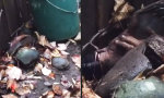 Funny Video : Zeit für ein paar Mausefallen