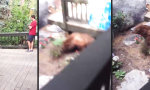 Funny Video : Wenn Gevatter Bär unter deiner Veranda feststeckt