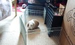 Lustiges Video - Meerschweinchen mit Sprungfeder