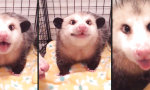 Lustiges Video - Opossum-Schmatzerei mit Silberblick