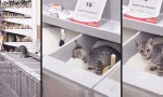 Lustiges Video - Behelfs-Katzenklo neben der Wursttheke