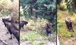 Treffen sich zwei Elche im Garten