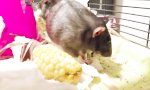 Lustiges Video : Ratte mit Essmanieren