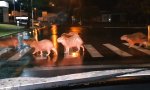 Lustiges Video - Immer schön den Zebrastreifen nutzen