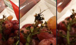 Funny Video : Nettes Present im Weintraubenbeutel