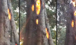 Feuerchen im Baum