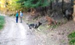 Movie : Schäferhund und seine Wildschweine