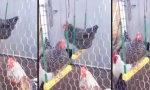 Chicks im Swinger-Club