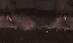 Lustiges Video - Ratten beim Pommes-Tauziehen