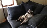 Waschbär chillt auf dem Sofa