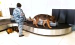 Lustiges Video : Fitnessprogramm für Drogenhunde