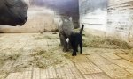 Lustiges Video - Miezekatze und ihre großen gehörnten Freunde