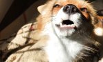 Lustiges Video - What does the Fox say?