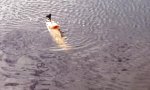 Funny Video - Hecht schnappt sich Ente