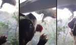 Movie : Ich hab Eichhörnchen zum Lecken gern