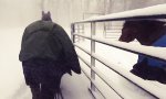 Lustiges Video : Pferde haben keinen Bock auf Schnee