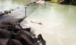 Lustiges Video : Angler zu langsam für Mr Kroko