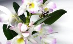 Funny Video : Fleischfressende Orchidee