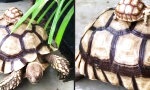 Lustiges Video : Baby-Schildkröte im Huckepack