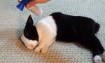 Movie : Fies - Bunny mit Tröte wecken