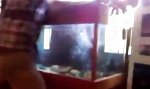 Böser Bube, die Katze und das Aquarium