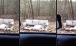 Funny Video : Chillen im Walde