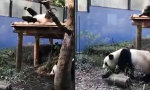 No Chill für die Pandamama