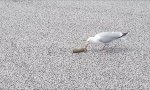 Movie : Ostern 2019 fällt aus