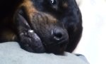 Funny Video - Besser du streichelst mich