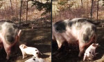 Lustiges Video - Kids können manchmal tierisch nerven