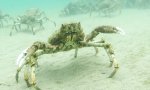 Lustiges Video : Krabbenspinne umarmt Kamera