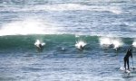 Funny Video - Wenn Paddle-Boarding mit den Delfinen schmerzhaft endet