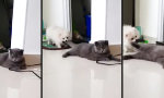 Lustiges Video - Los komm...spielen!