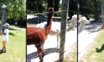 Wenn der Sohnemann Alpacas füttert