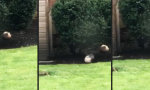 Eichhörnchen trainiert Ball-Akrobatik