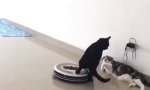 Lustiges Video - Jetzt nicht...