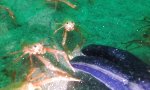 Neugieriges Krabbenvölkchen