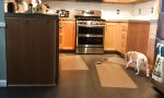 Lustiges Video : Küchen-Verteidigungslinie brechen