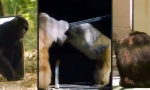 Funny Video - Selbsterkenntnis