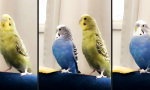 Lustiges Video - Du bist´s...