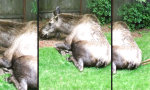 Mal ne Runde im Garten chillen