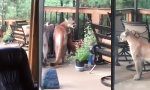 Funny Video : Großkatzen zu Besuch