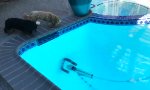 Funny Video : Raus aus unserem Pool!