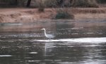 Movie : Reiher zeigt Eier